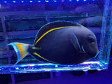 Achilles tang HYBRID