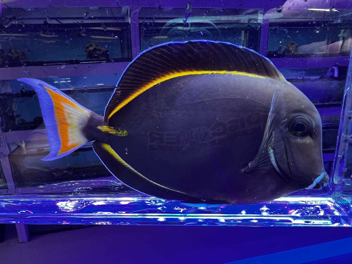 Achilles tang HYBRID