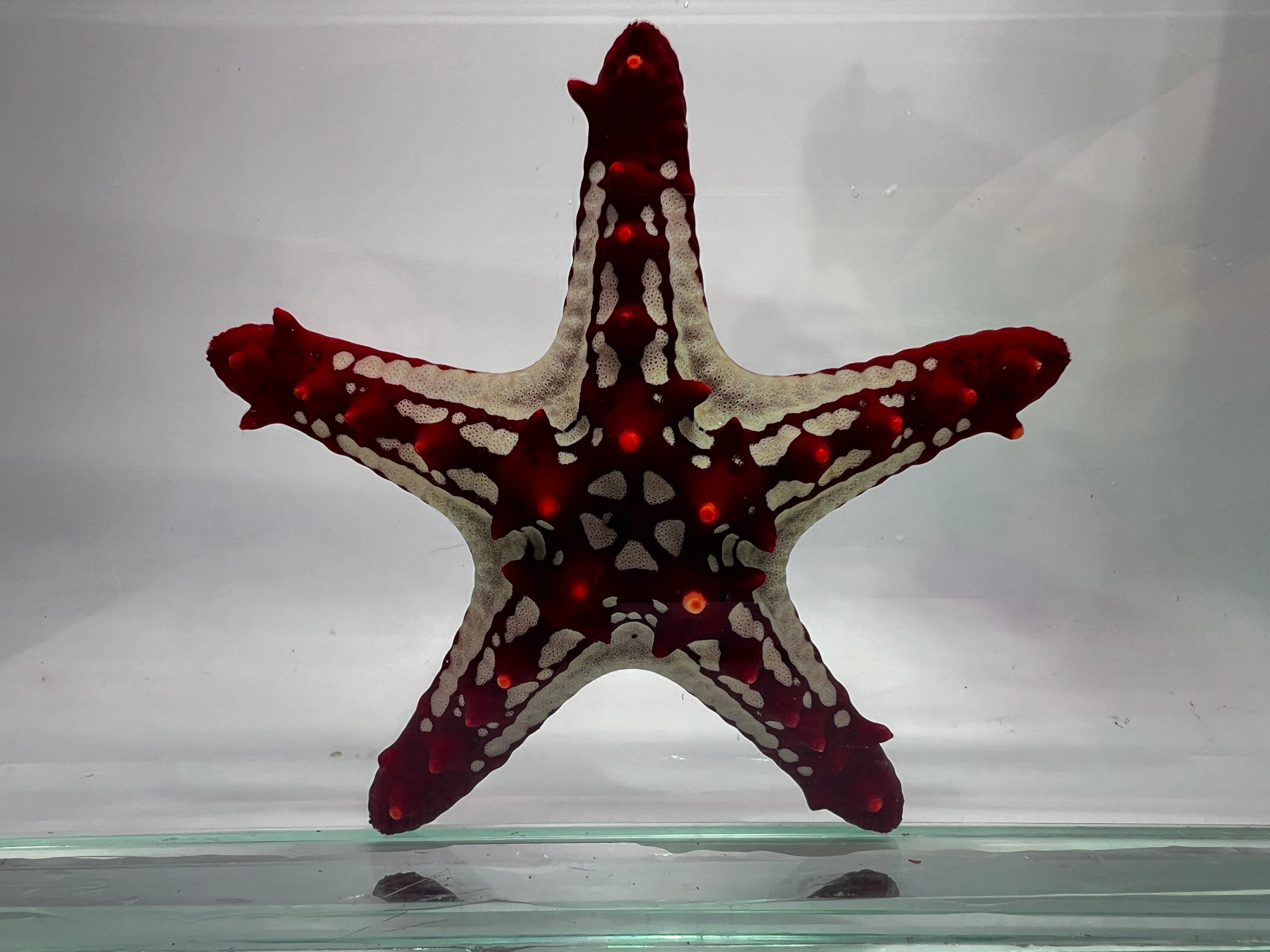 starfish  Refillable Treat Dispensing Starfish Cat Toy for Endless Fun