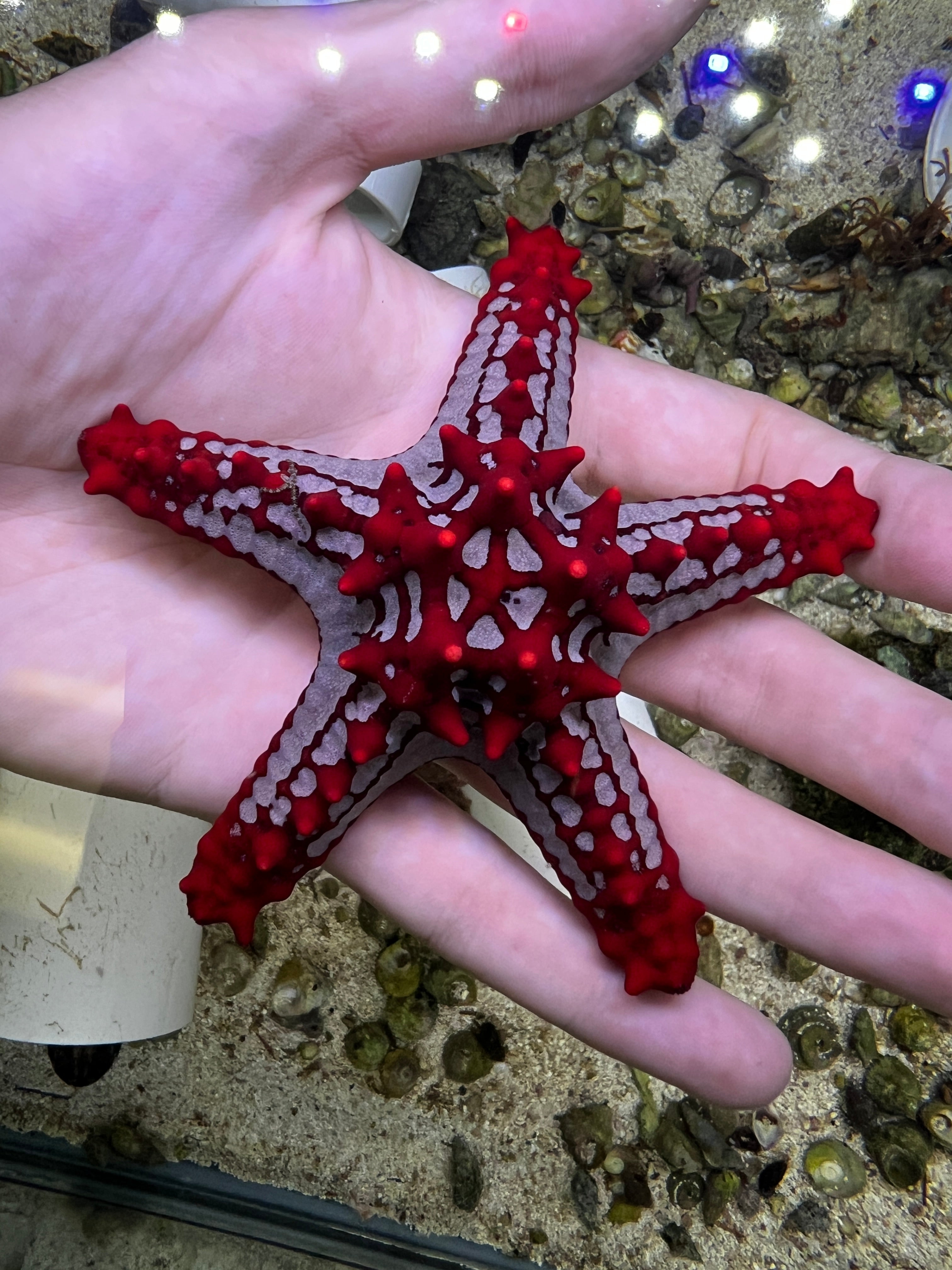African knobby starfish – Discover Aquatics Shop