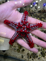 African knobby starfish