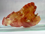 Red Leaffish