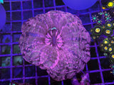 Ultra Pink Cynarina – 5-6” WYSIWYG LPS Coral