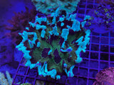 Green Two-Toned Pectinia Coral – Large WYSIWYG LPS Colony
