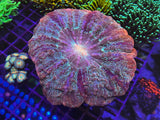 Ultra Pink and Green Acanthophyllia – 5-6” WYSIWYG Showpiece LPS Coral