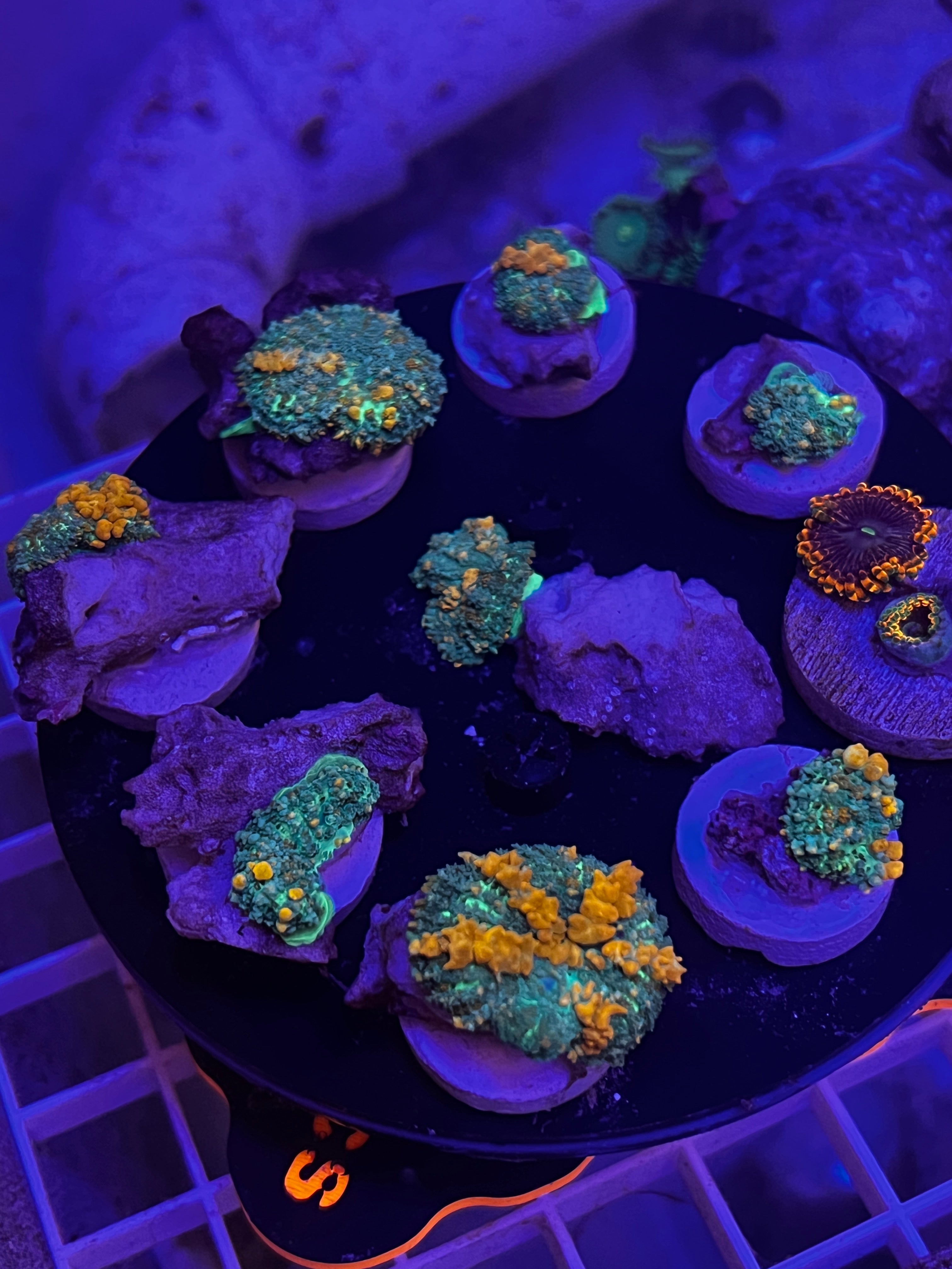 IMG_8335.jpg?crop=center&