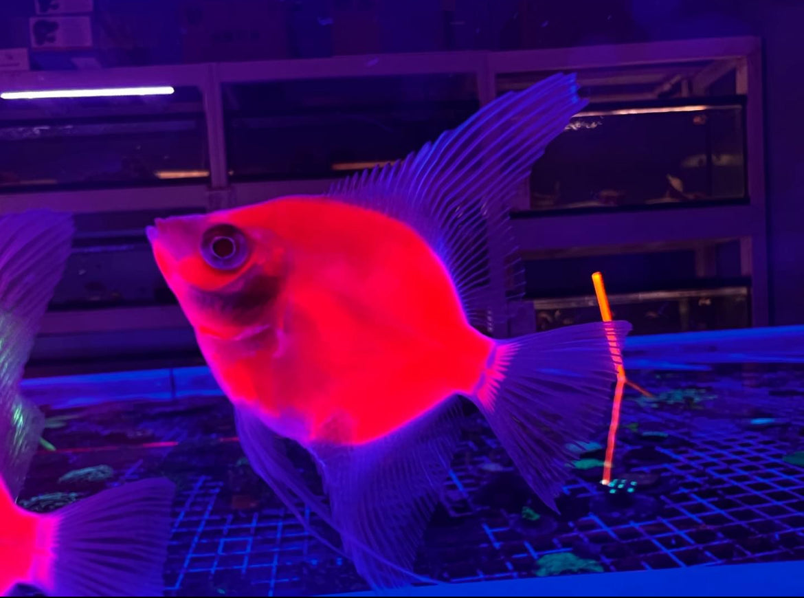 Red Glo Angelfish