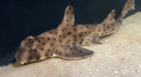 California Horn Shark