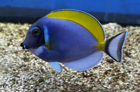 Powder Blue tang