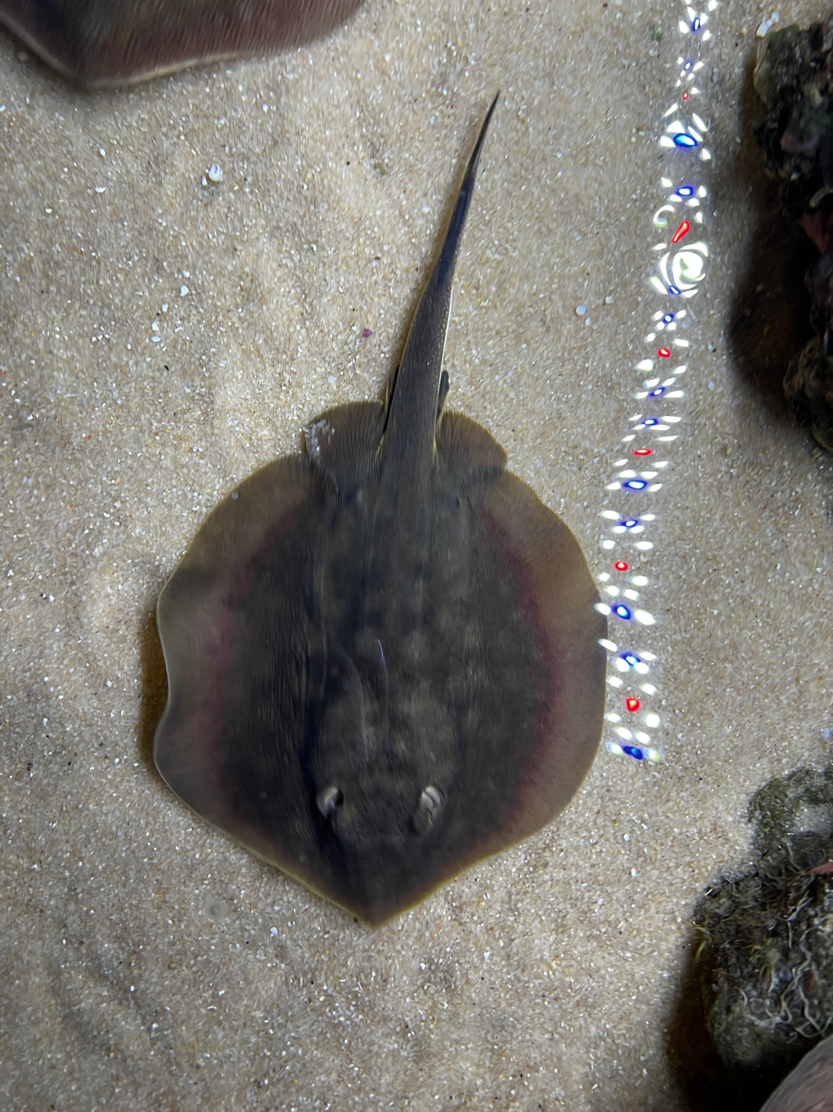 California Stingray