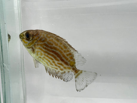 Captive Bred Gold spot Rabbitfish