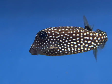 Black Boxfish