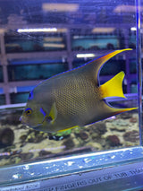 Townsend Angelfish Hybrid Blue X Queen