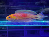 Pintail wrasse