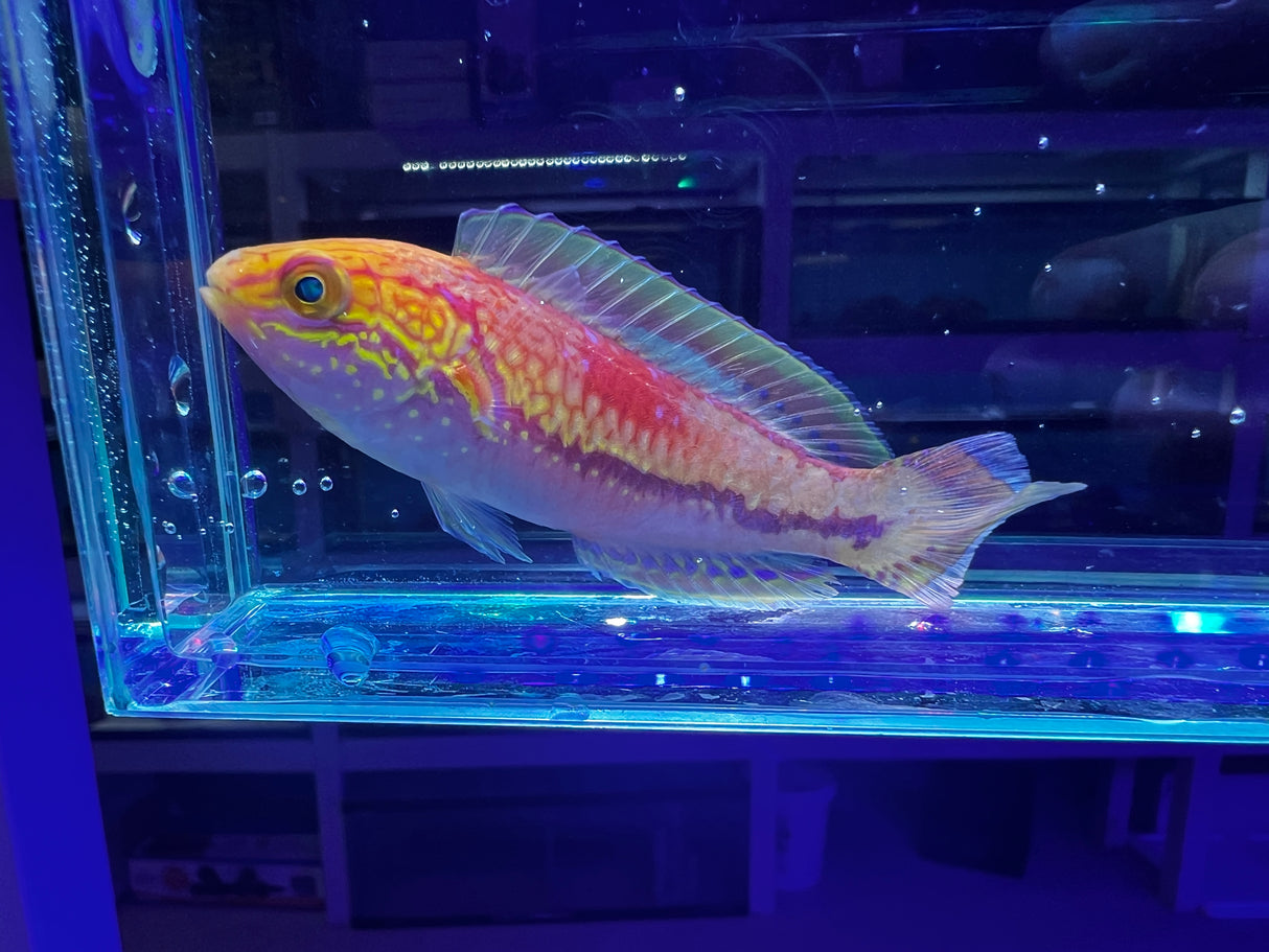 Pintail wrasse