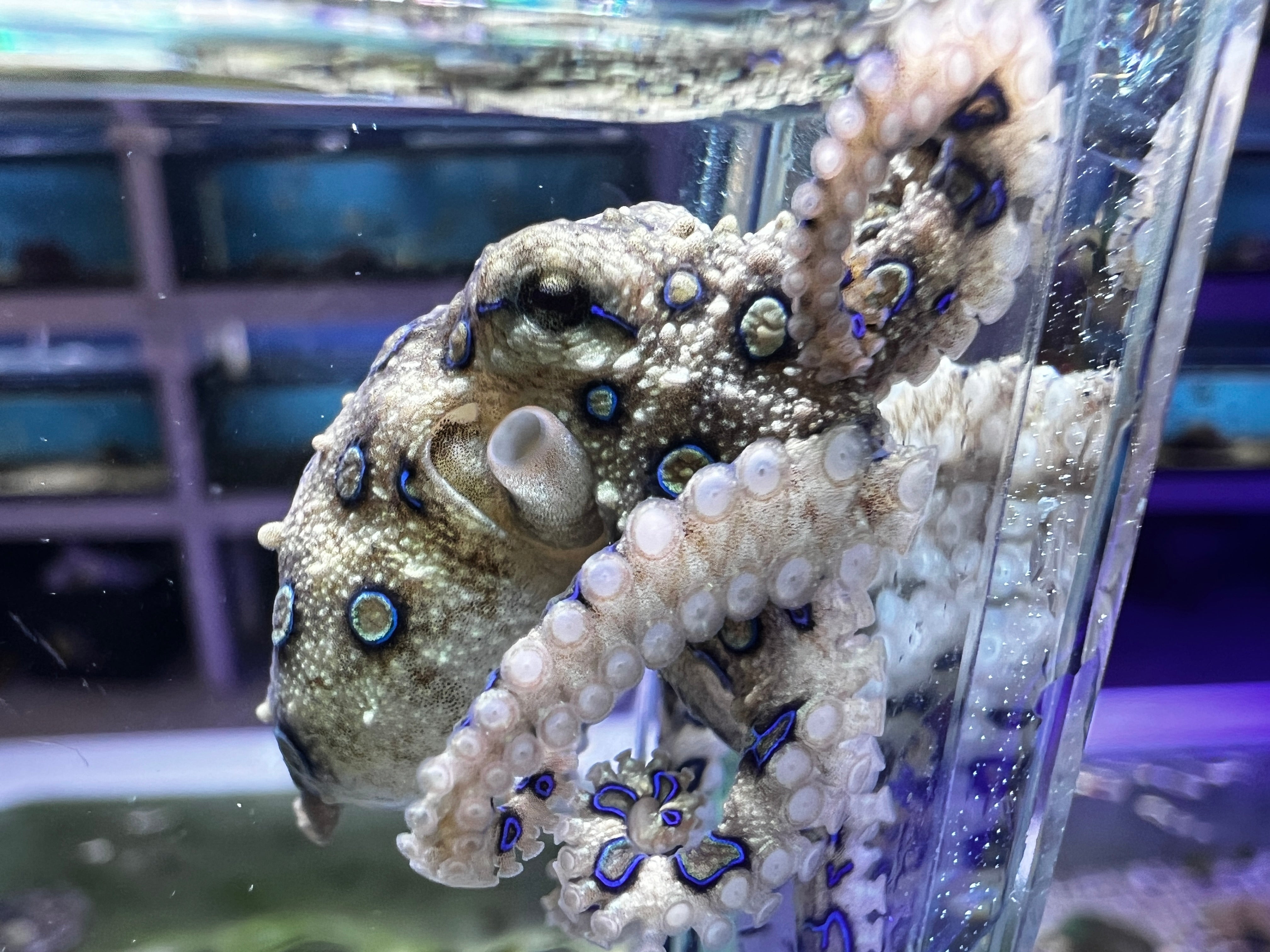 Blue Ringed Octopus VENOMOUS Hapalochlaena – Discover Aquatics Shop