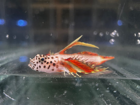 Flaming Prawn Goby