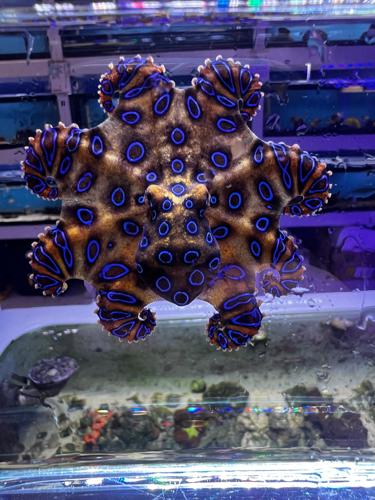 Blue Ringed Octopus VENOMOUS Hapalochlaena
