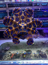 Blue Ringed Octopus VENOMOUS Hapalochlaena