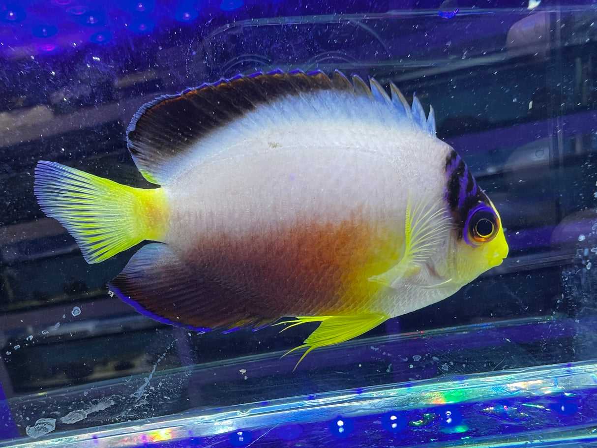 Multicolor Angelfish