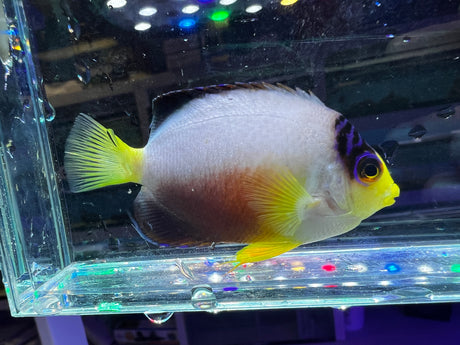 Multicolor Angelfish