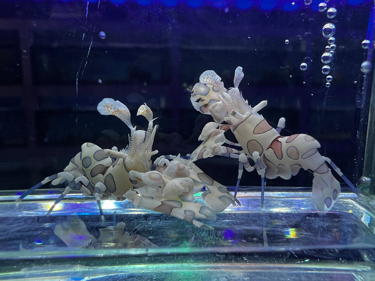 Harlequin Shrimp (pair)