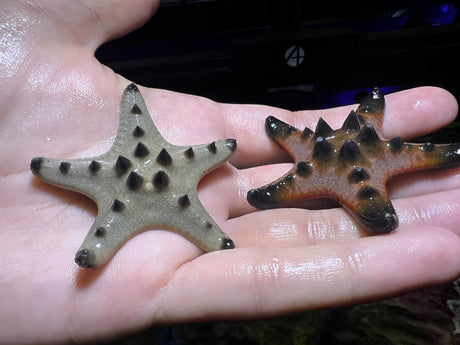 Chocolate Chip Starfish (small)