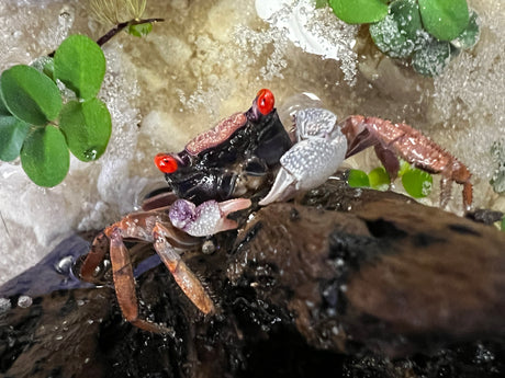 Orange Disco Vampire Crab