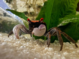 Orange Disco Vampire Crab