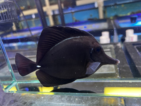 Black Tang