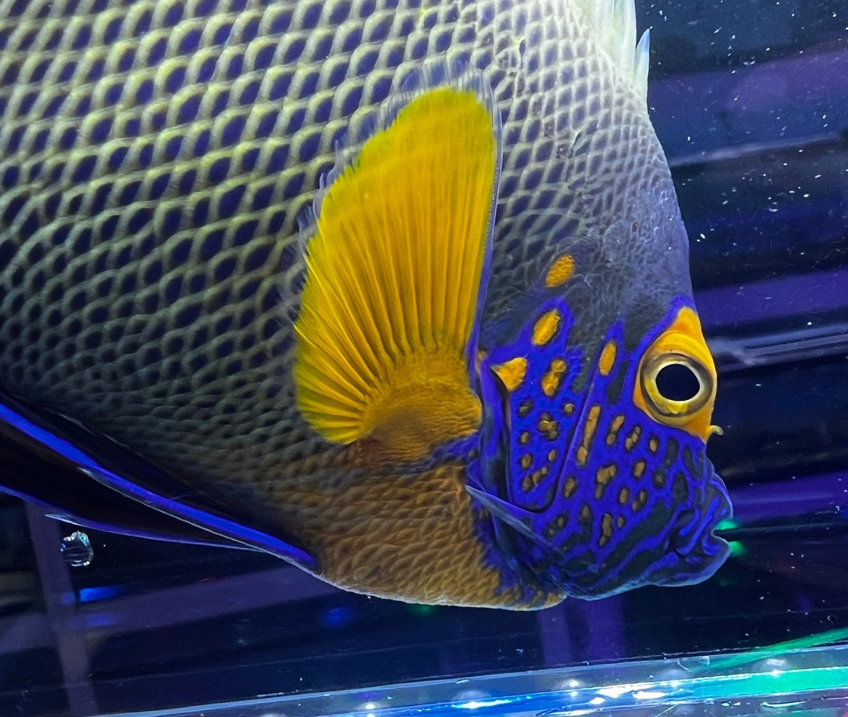 Blueface Angelfish