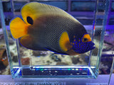 Blueface Angelfish