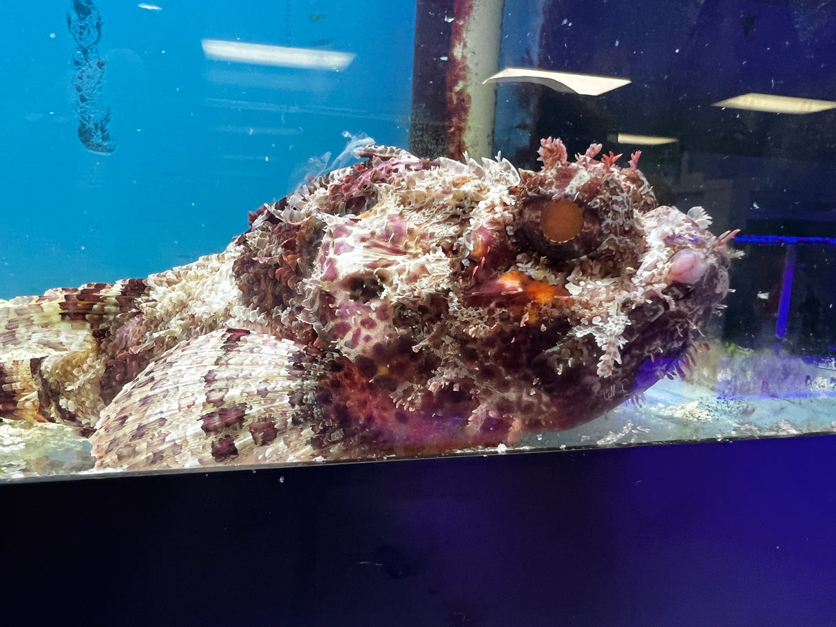 Large Red African Scorpionfish