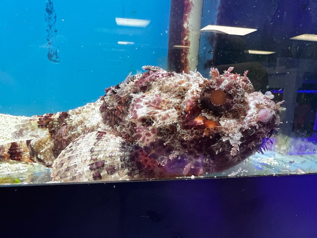 Large Red African Scorpionfish