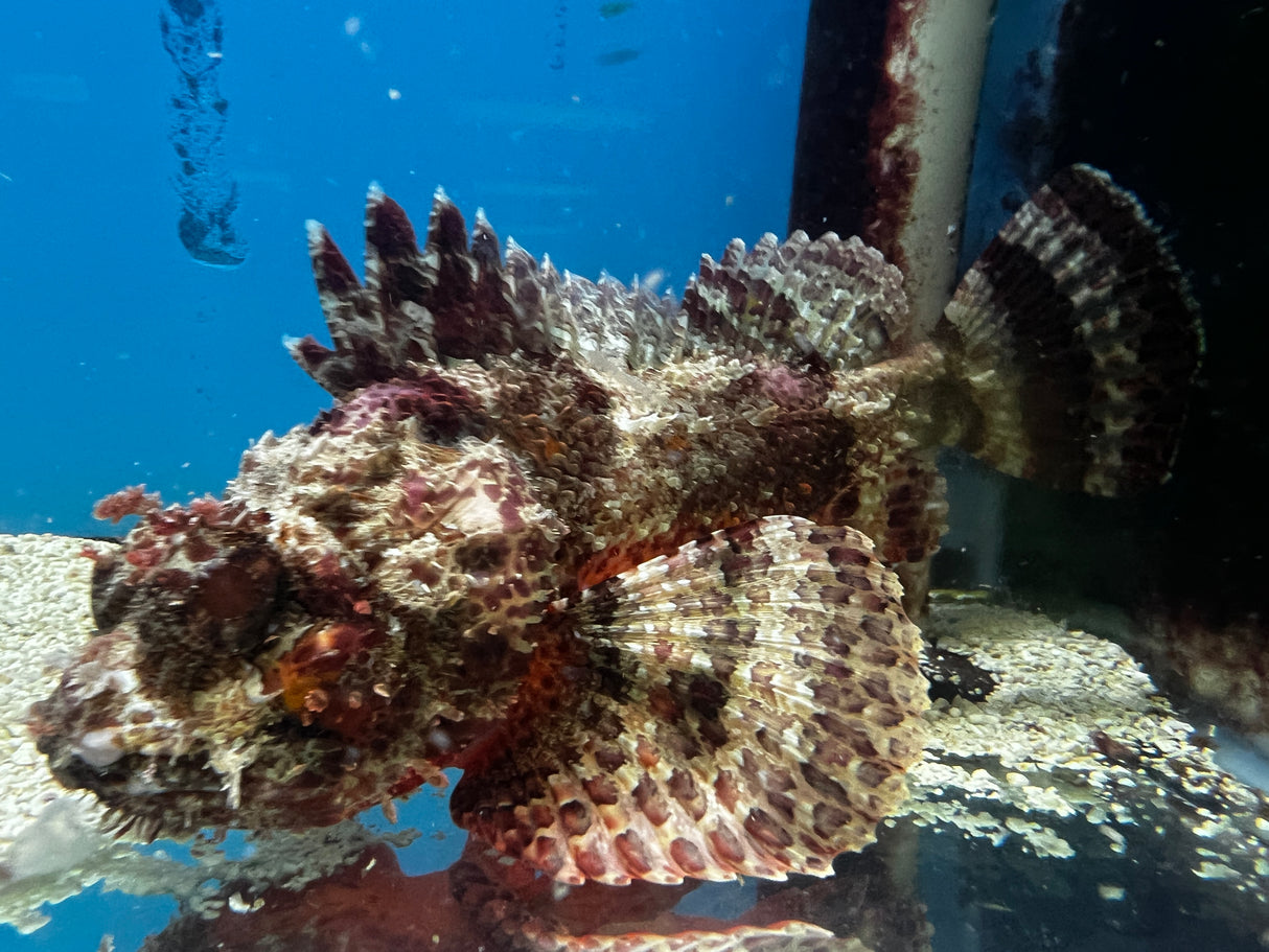Large Red African Scorpionfish