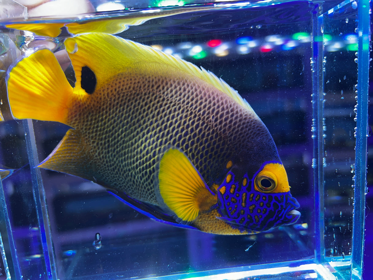 Blueface Angelfish