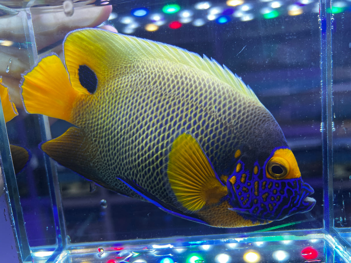 Blueface Angelfish