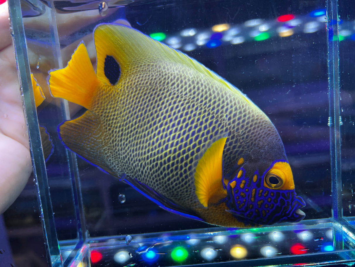 Blueface Angelfish