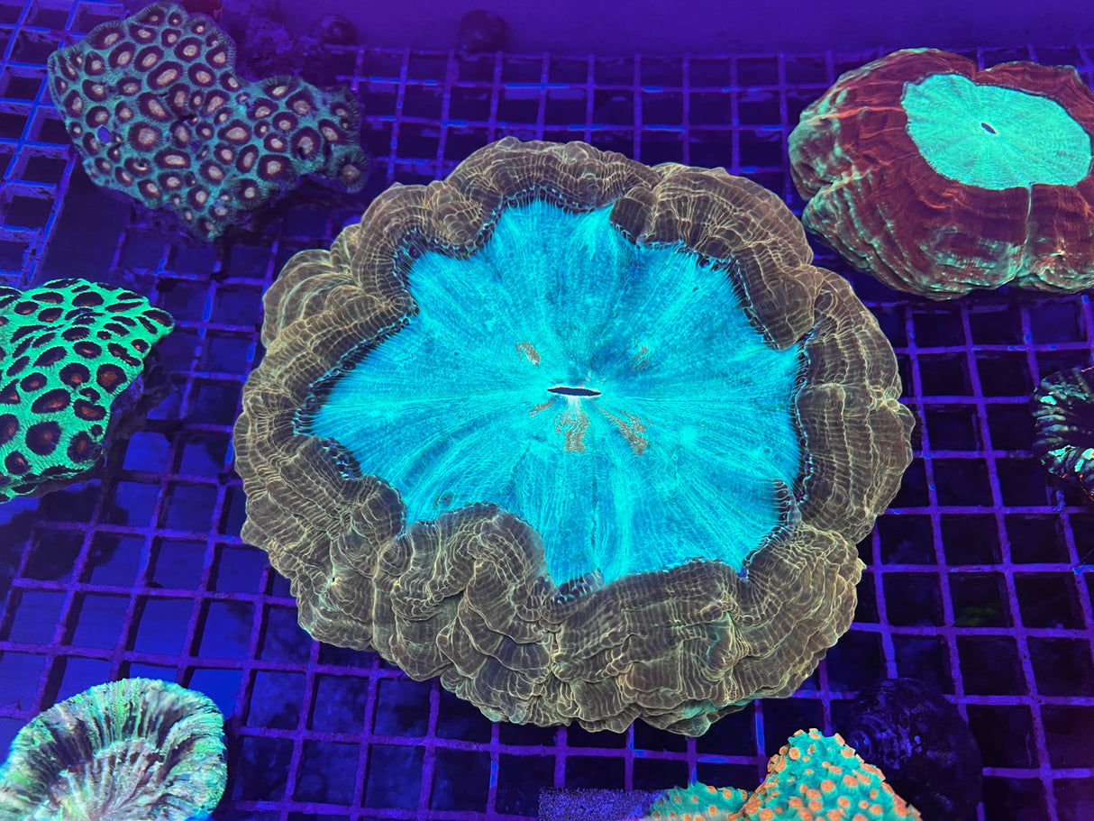 Extra Large Blue and Yellow Acantho