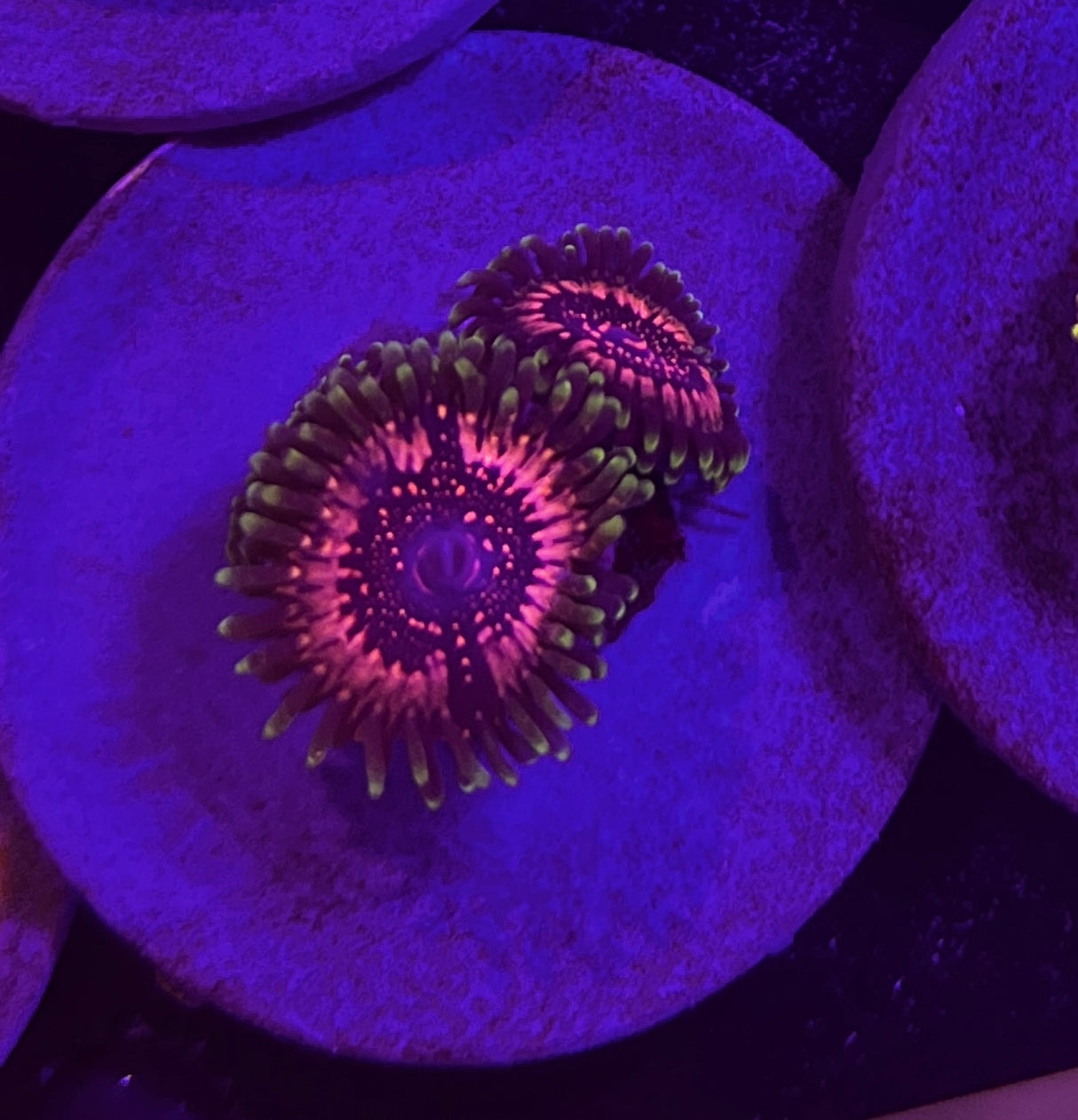 Space Chaos Zoanthid