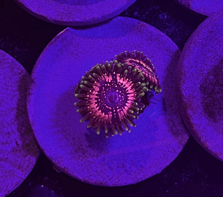 Space Chaos Zoanthid