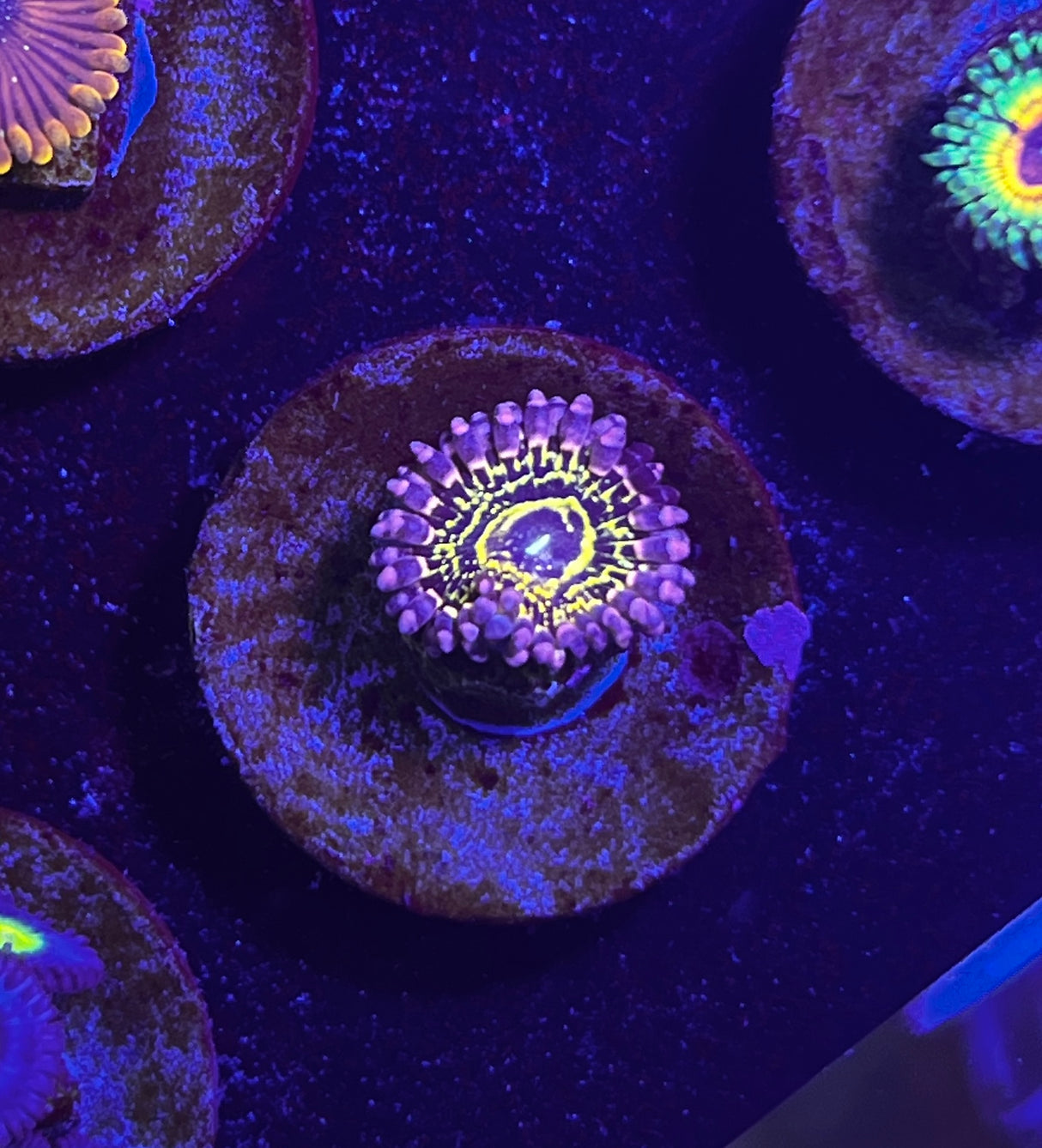 Stratosphere Zoa Zoanthid "Strats"