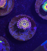 Stratosphere Zoa Zoanthid "Strats"