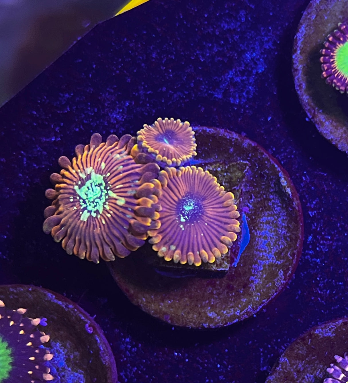 Magician Zoanthid