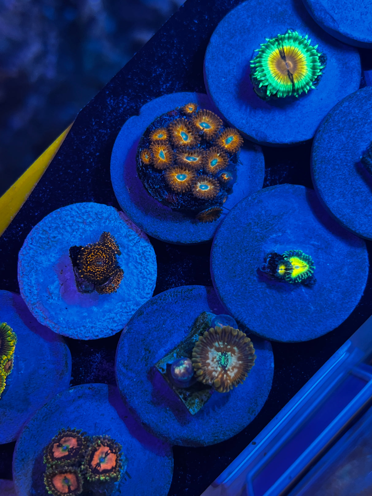 Generic Zoa Duplicate 1