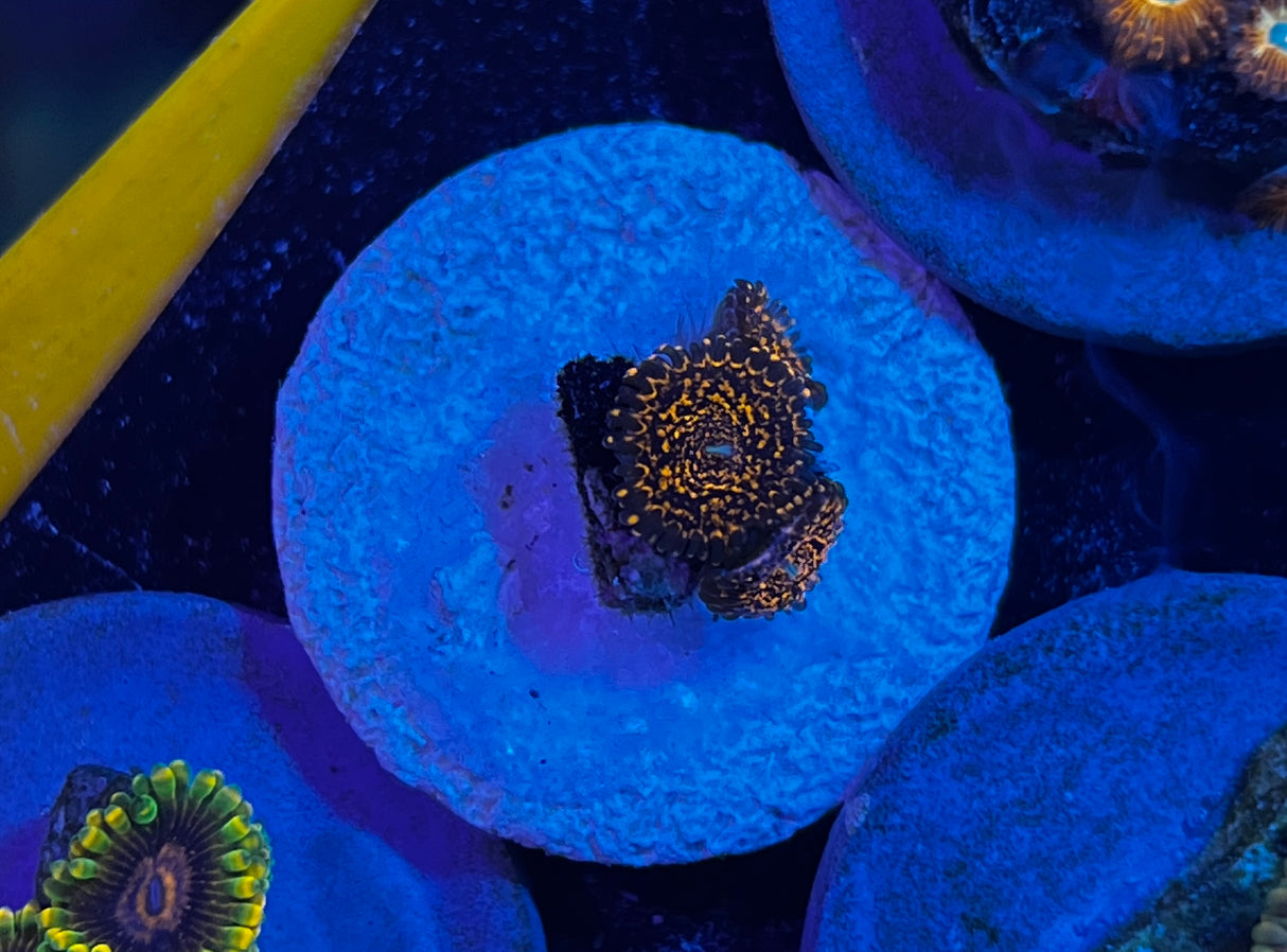 Nightmare Zoanthid