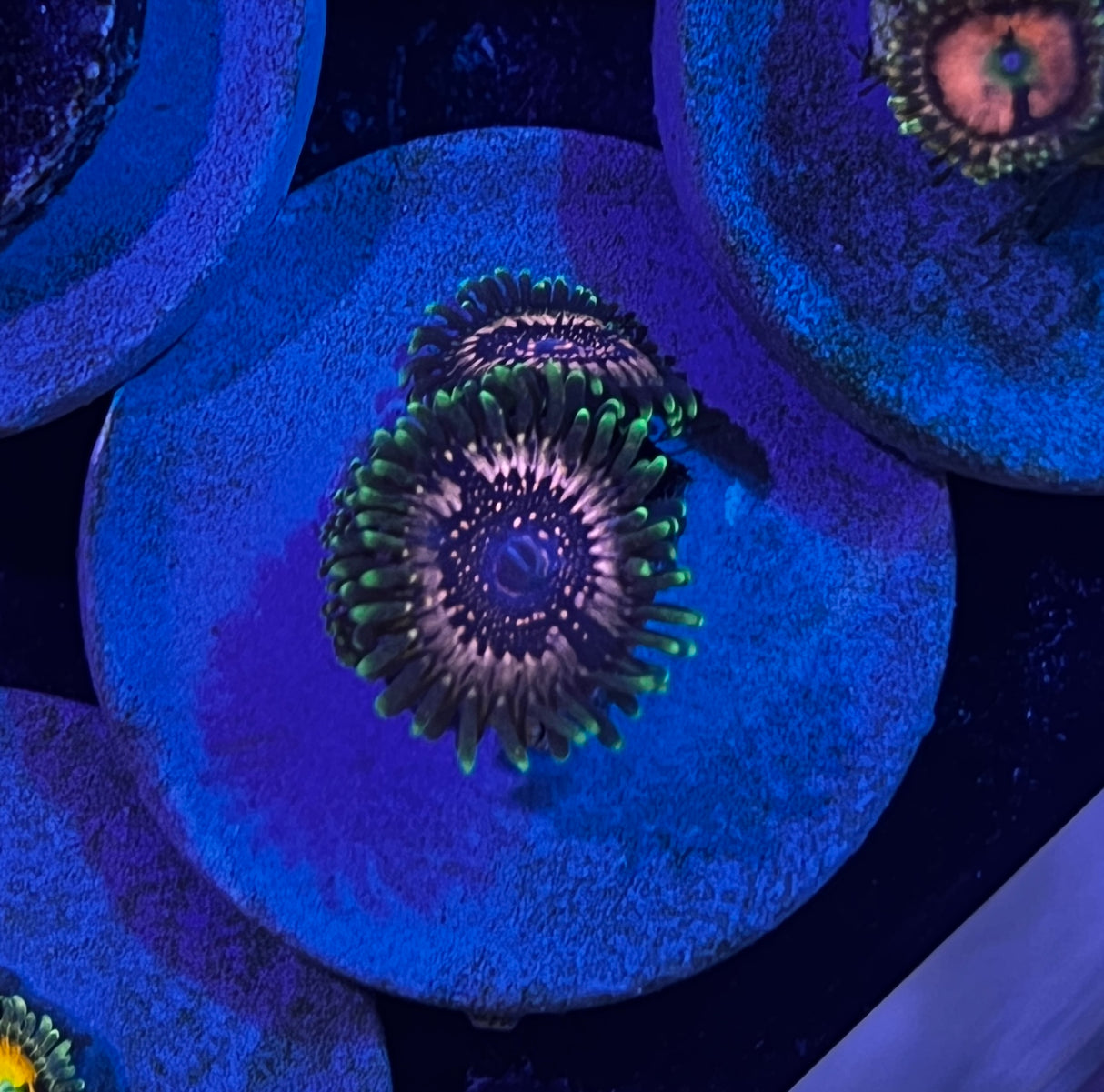 Space Chaos Zoanthid