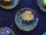 Stratosphere Zoa Zoanthid "Strats"