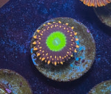 Cool Zoanthid (If you know the name please let us know!)