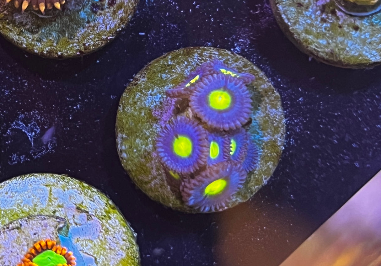 AOI Zoanthid